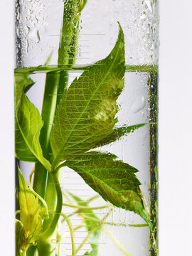 gros plan de plantes et feuilles naturelles dans de la verrerie de laboratoire pour la recherche scientifique, la cosm&eacute;tique, la botanique, l'agronomie, le m&eacute;dicament