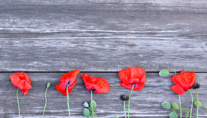 Fototapeta na wymiar Poppies lie on an old wooden background