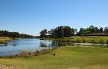 Green grass landscape with a small lake surrounded by a pine tree wooded area - 357060784