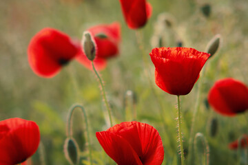 Obraz premium Mak na łące