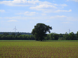 tree in the field