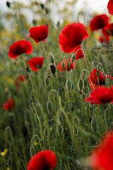 Fototapeta premium Poppy in the meadow