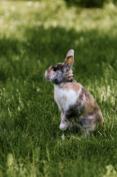 Mały gryzoń królik z długimi uszami na trawiastym wybiegu