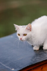 Biały kot z żółtymi oczami i długimi wąsami - obrazy, fototapety, plakaty