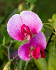 Image of pint Sweet Pea Flowers, growing wild.