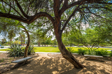A Mesquite Tree in Encanto Park's Garden of Dreams.