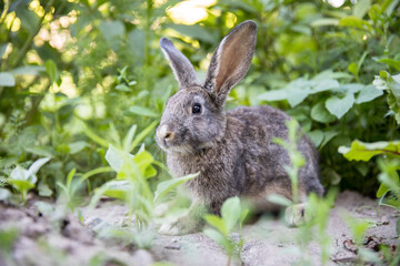 Naklejka na ściany i meble Rabbit resting in a grass.
