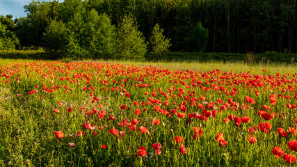 Red Poppies in field surrounded by trees.