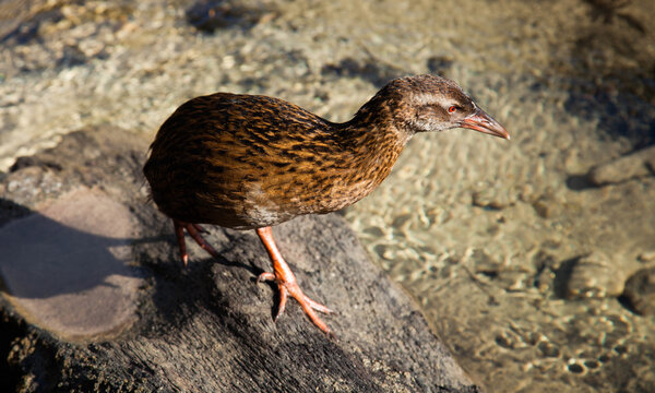 Weka