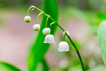 Lily of the valley, Convallaria majalis white flowers imacro in forest
