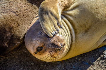 A Juvenile Northern Elephant Seal in San Simeon, California Scratches an Eye.