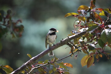 great tit parus major