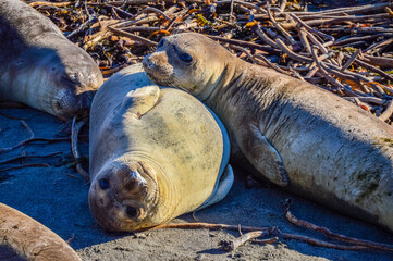 Juvenile northern elephant seals on a beach in San Simeon, California.