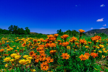 Fototapeta premium Flower Field