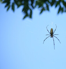 Naklejka premium Makro bliska szczegółów pajęczyna Nephilinae, kolorowe żywe biały żółty pomarańczowy czerwony szary i czarny kolor na tle przyrody. Pająk siedzący w sieci