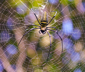 Naklejka premium Macro close up detail of Nephilinae spider web, colorful vivid of white yellow orange red grey and black color with nature background. Spider sitting on web