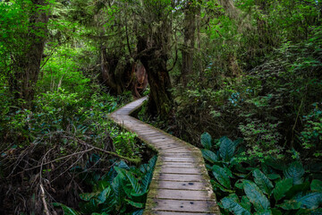 Scenic view of rainforest hiking trail in Pacific Rim National Park, British Columbia