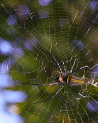 Naklejka premium Macro close up detail of Nephilinae spider web, colorful vivid of white yellow orange red grey and black color with nature background. Spider sitting on web