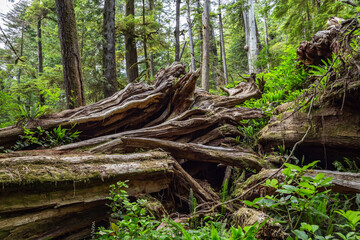 Scenic view of rainforest in Pacific Rim National Park, British Columbia