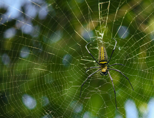 Naklejka premium Macro close up detail of Nephilinae spider web, colorful vivid of white yellow orange red grey and black color with nature background. Spider sitting on web