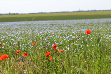 Field of red poppy flowers, rural landscape for covers,typography. Nature photo.Ukraine