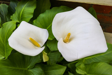 Two large flawless white Calla lilies flowers, Zantedeschia aethiopica, with a bright yellow spadix in the centre of each flower.  The lilies are surrounded by lush green leaves.