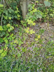 Natur