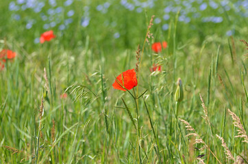 Field of red poppy flowers, rural landscape for covers,typography. Nature photo.Ukraine