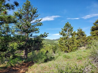 Pine trees in rolling hills