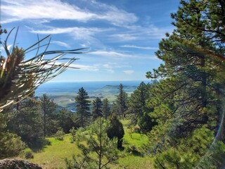pine trees in the mountains