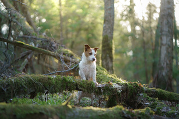 Naklejka na ściany i meble dog in the forest. Jack Russell Terrier put paws on a log. .Pet walk on nature