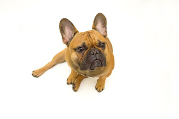Obraz premium dog French Bulldog breed sitting on a white background isolate, the concept of the content and care of pets, veterinarian and dog handler
