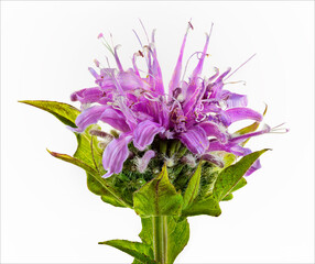 Blue stocking Bee Balm