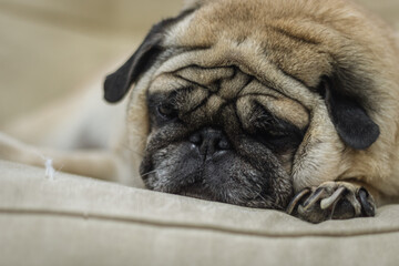 The lazy pug