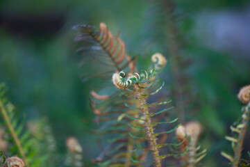 deer fern