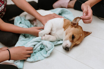 Obraz premium Blow drying jack russell terrier dog, after bath 
