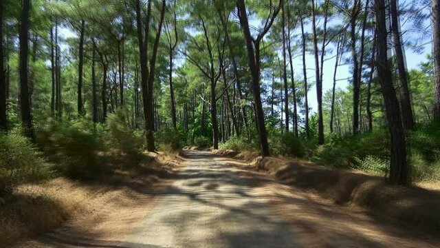Dirty road driving in the forest. POV Off-road Point-of-view driving. Road through pine tree forest in Turkey Country. Forward pointing camera on top of the car at roughly stabilized soil road
