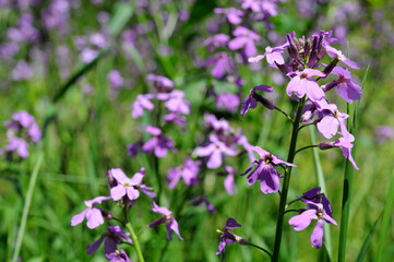 wild flowers in the garden