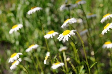 field of daisies