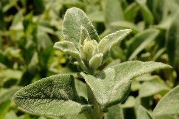 close up of a plant