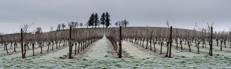 A panorama view of a vineyard in the winter season in the rolling hills south of Salem, Oregon.