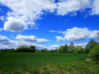 green field and blue sky