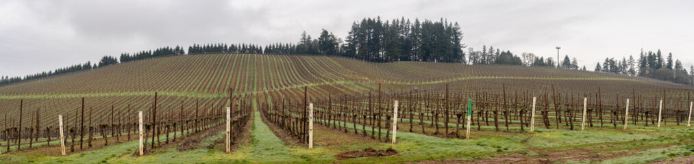 Fototapeta na wymiar A panorama of a vineyard in the winter season in the rolling hills south of Salem, Oregon.