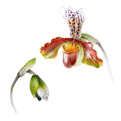 Naklejka na ściany i meble Watercolor orchid Paphiopedilum, hand drawn floral illustration isolated on a white background.