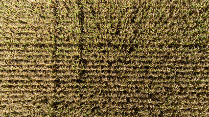 Aerial drone photo showing severe drought conditions affecting the corn crop fields