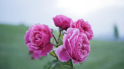 Pink rose flower close up shot, Coral rose flower in roses garden soft focus shallow depth of field, selective focus
