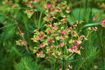 różowe kwiaty w lesie © merko