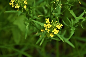 żółty kwiat  © merko