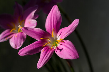 decorative pink flower rain lily Zephyranthes grandiflora on blurred background closeup