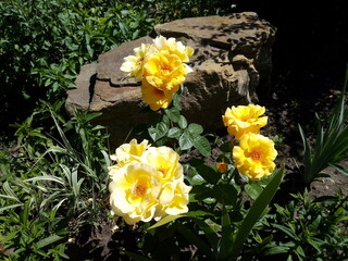 yellow daffodils in the garden